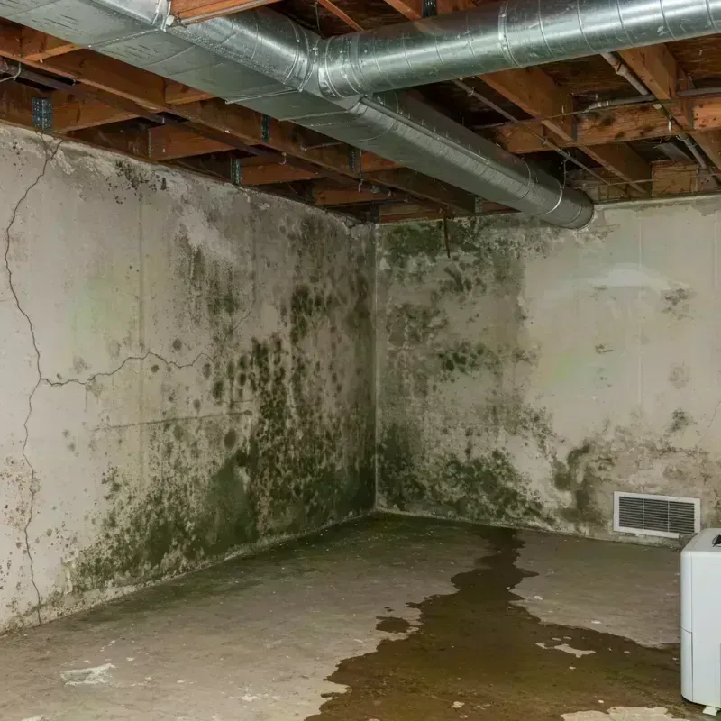 Professional Mold Removal in Aquebogue, NY